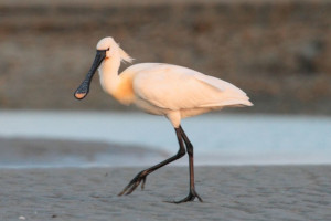 Spoonbills